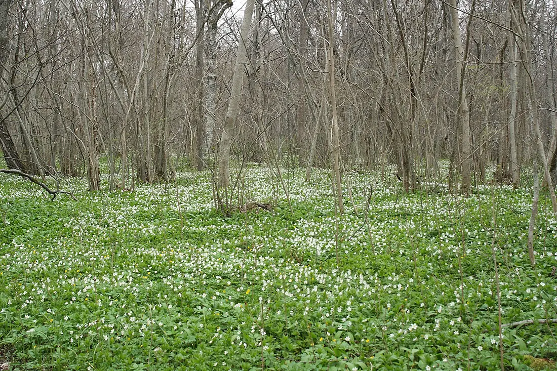 Abruka salumets