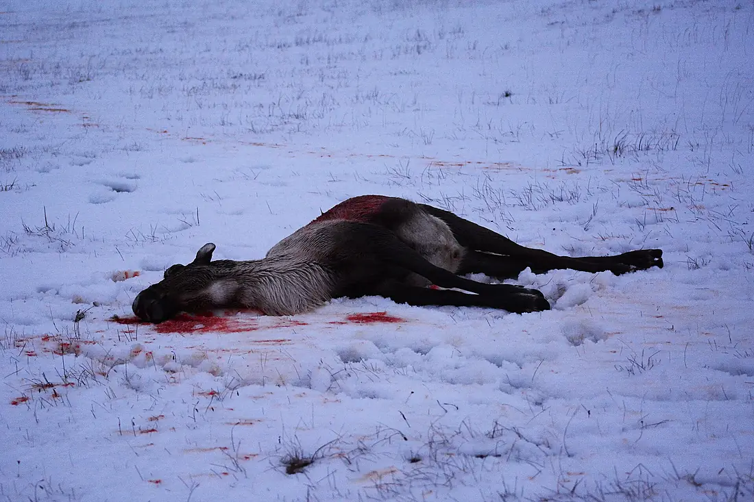 A caribou shot on Adak Island, Alaska (16046961273)