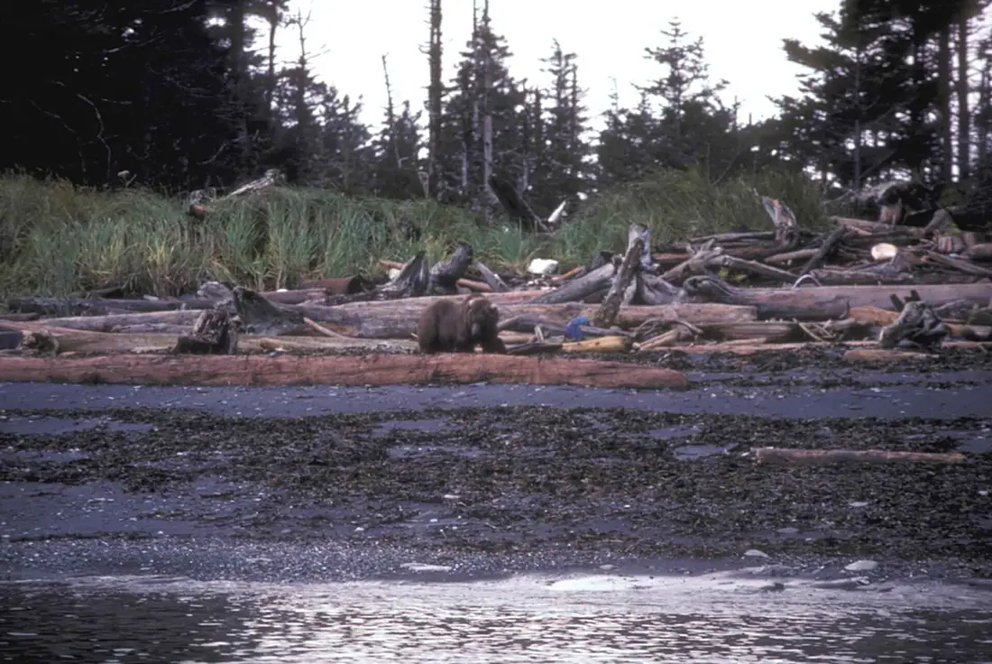 Brown bear at afognak island beach