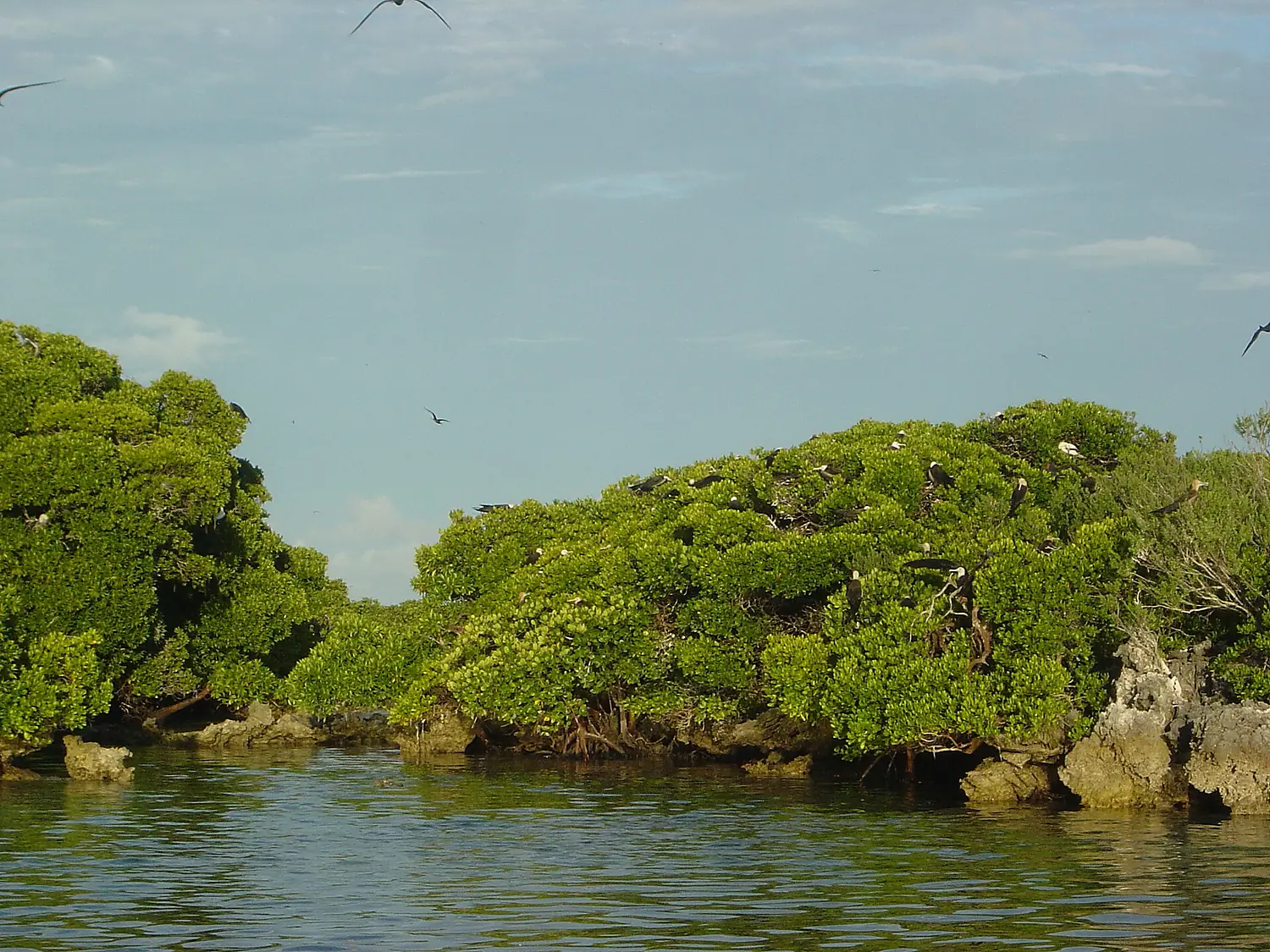 Aldabra Atoll-108994