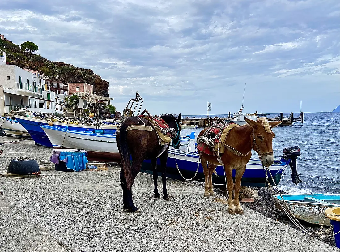 Asini Isola di Alicudi