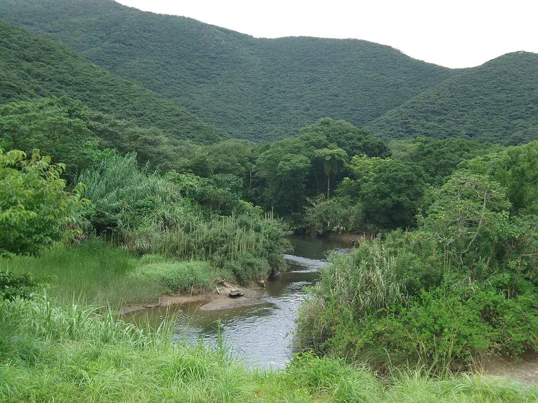 Mangrove forest in Amami Oshima