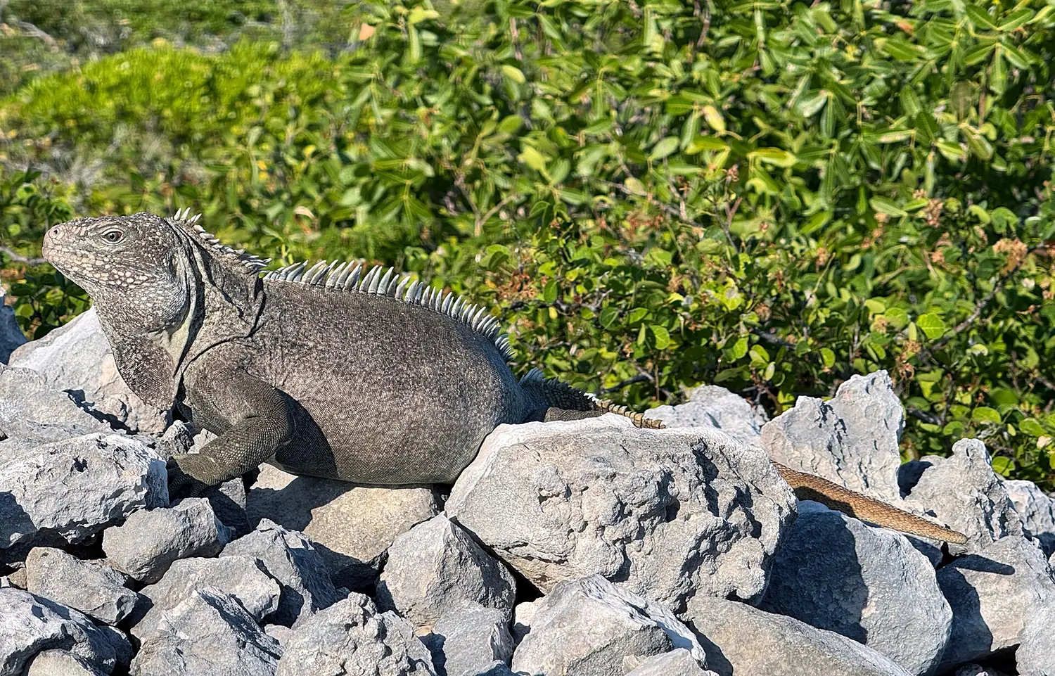 Adult male Cyclura carinata from Big Ambergris Cay, Caicos Bank