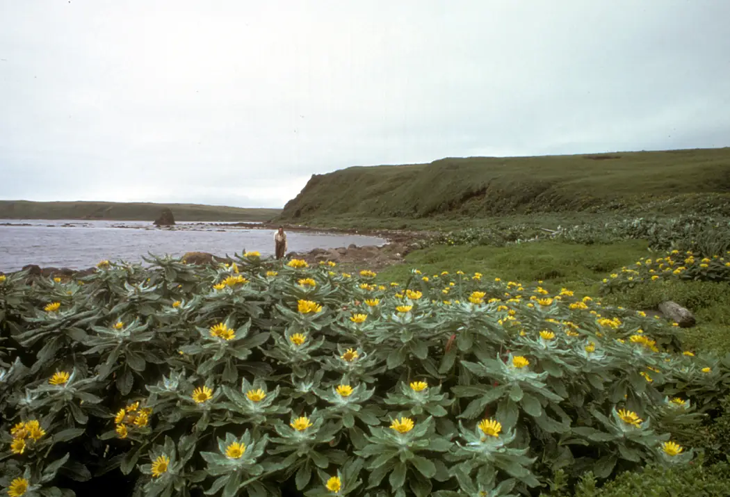 Amchitka Island, Beach Fleabane in full bloom - Senecio pseudo-arnica