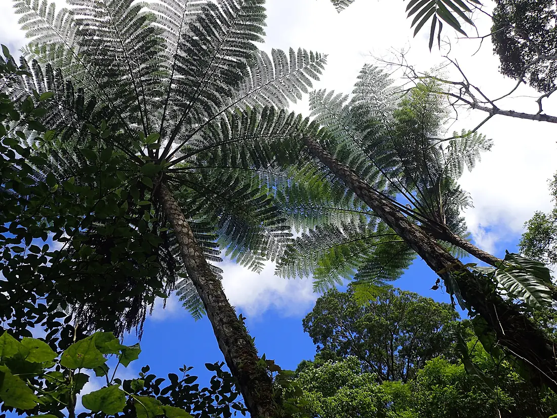 Fern Cyathea Aneitensis Tree Fern near Aneghowhat village Anatom (Aneityum) Vanuatu