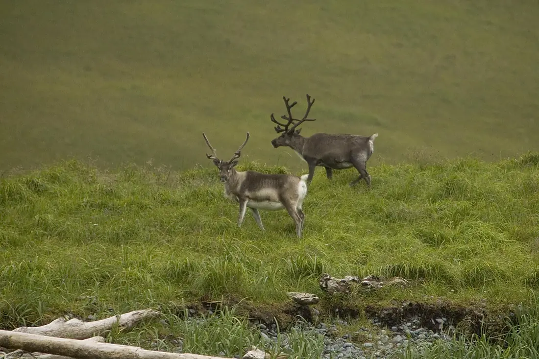 Atka island reindeer