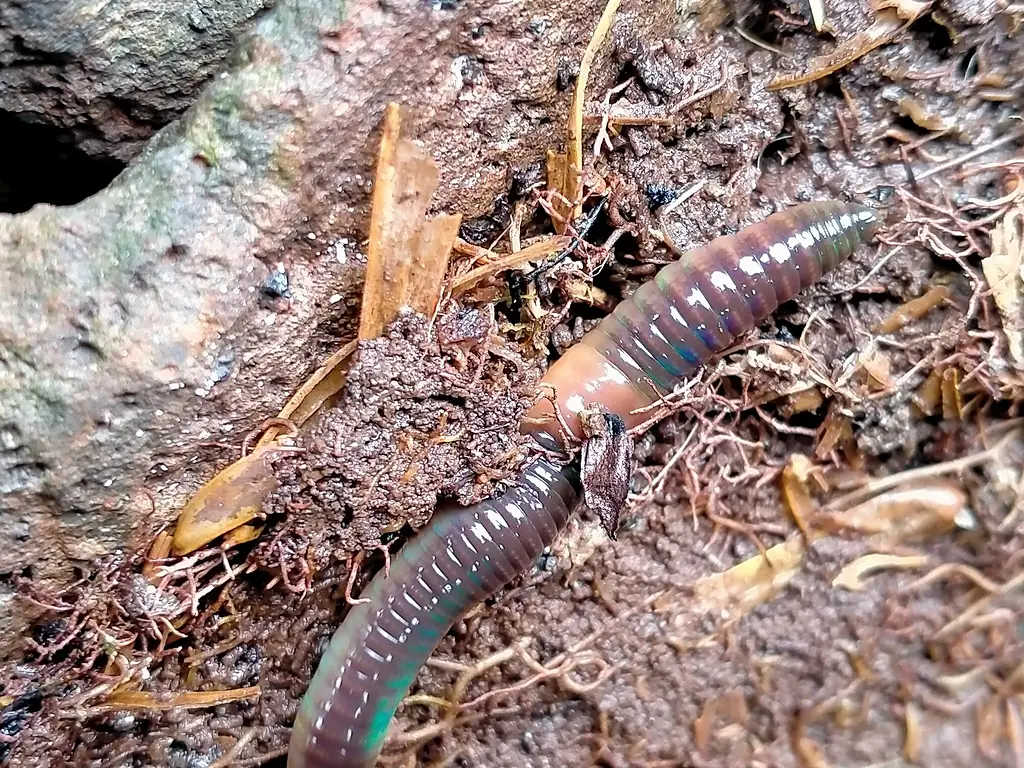 Megascolecidae Auckland Island iNat 182765937