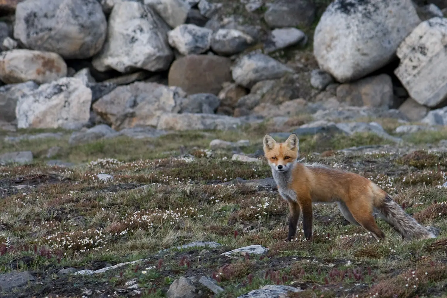 Baffin Island - Curious as a Fox