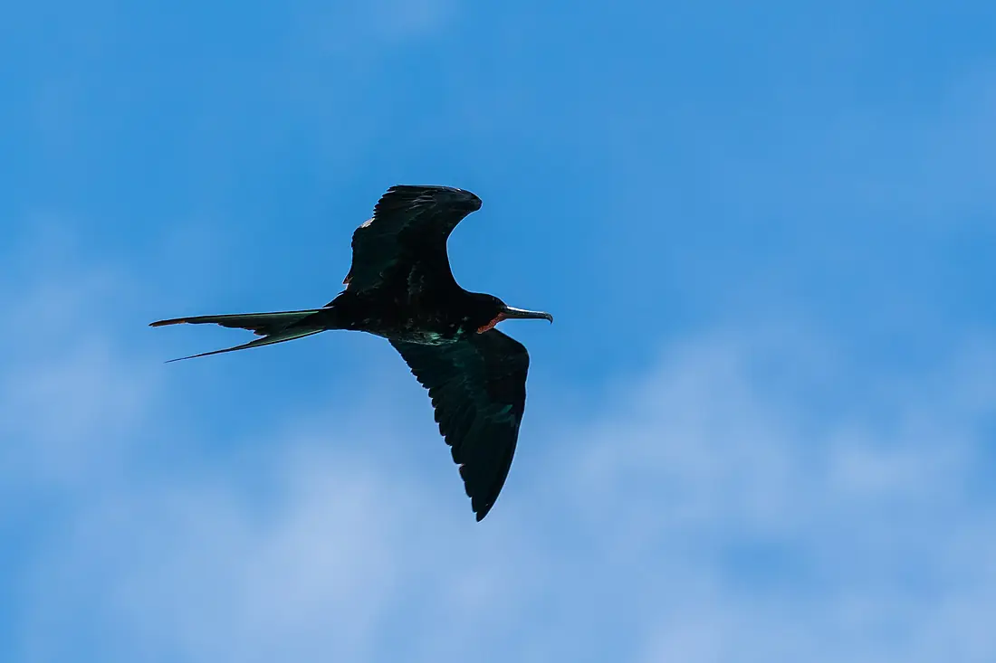 Fragata común (Fregata minor), isla Baltra, islas Galápagos, Ecuador, 2015-07-23, DD 07