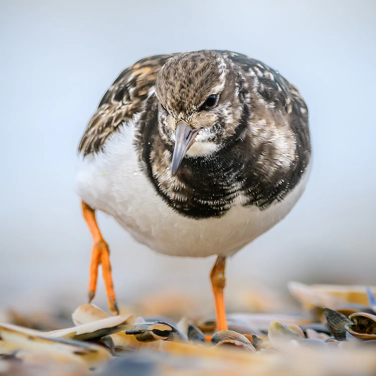 Steinwälzer (Arenaria interpres) bei der Nahrungssuche am Strand von Baltrum (Nationalpark niedersächsisches Wattenmeer) 02