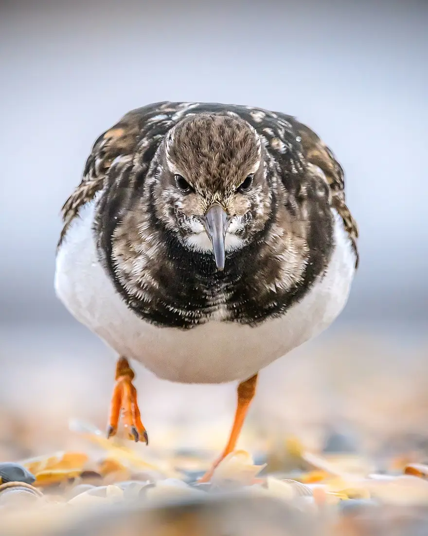 Steinwälzer (Arenaria interpres) bei der Nahrungssuche am Strand von Baltrum (Nationalpark niedersächsisches Wattenmeer) 06