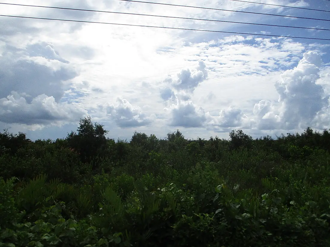 Hutan Rawa di Pulau Bangka