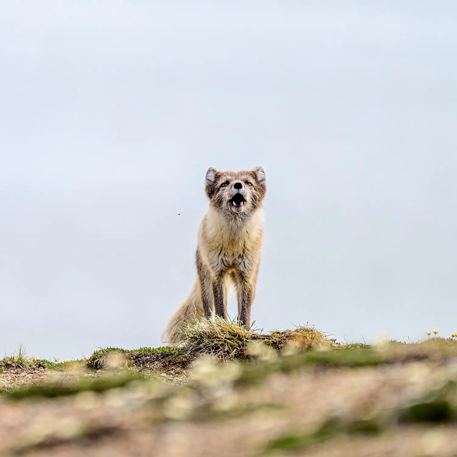 Arctic Fox on Banks Island 04