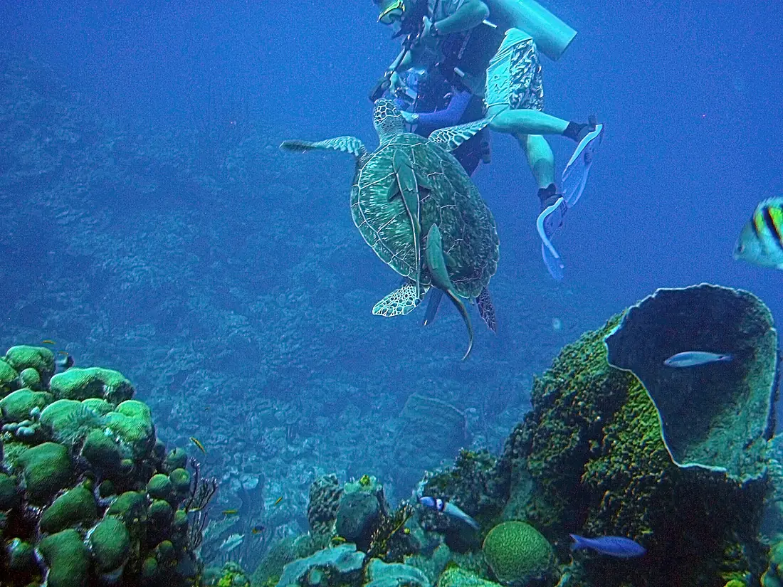 Coral Reef, Belize 2