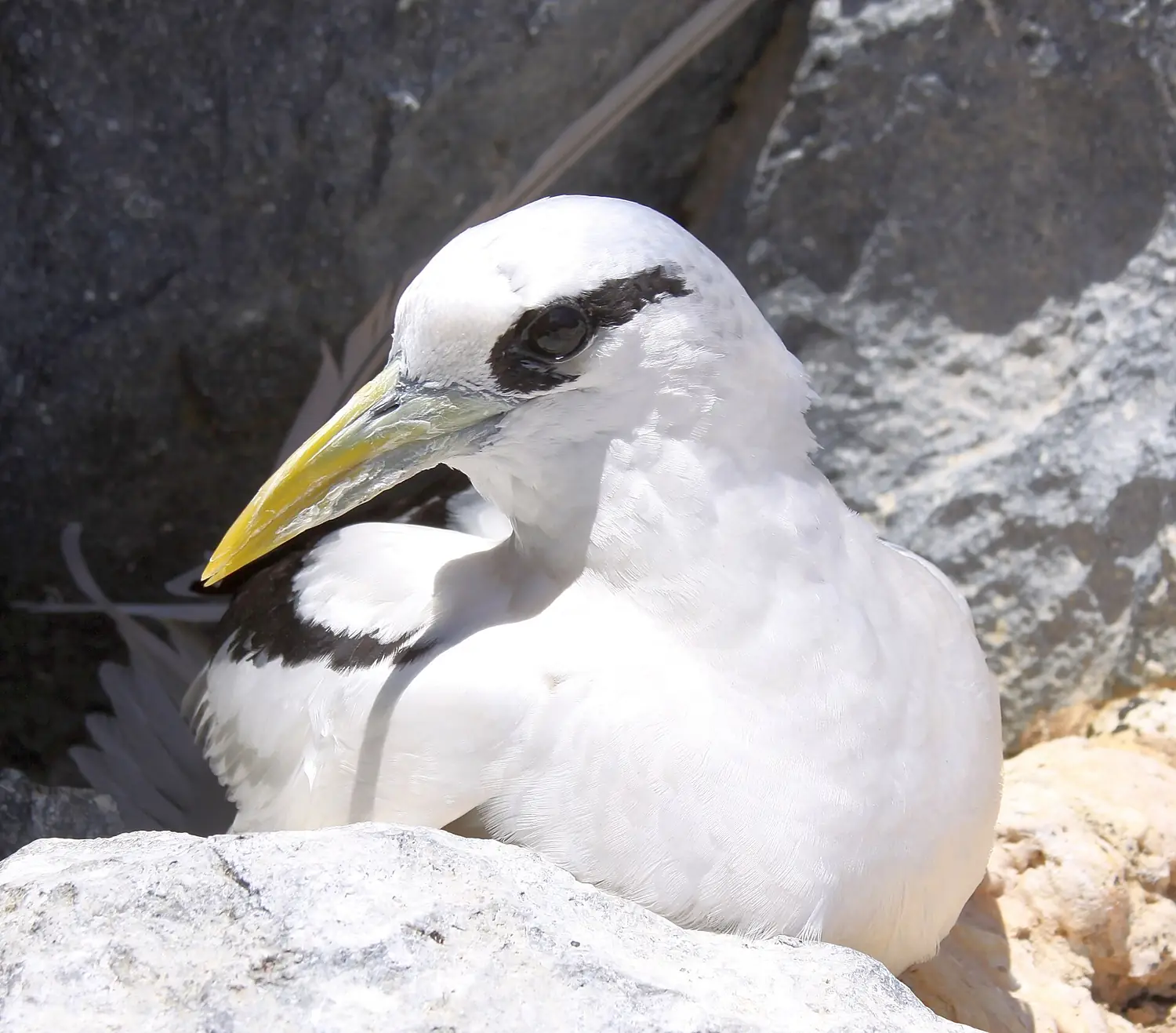 Yellow billed tropicbird (Phaethon lepturus) (8515692604)