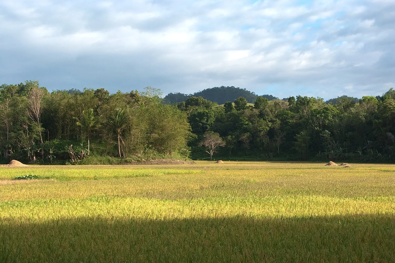 Carmen, Fields in Bohol, Nature of Bohol Island, Philippines