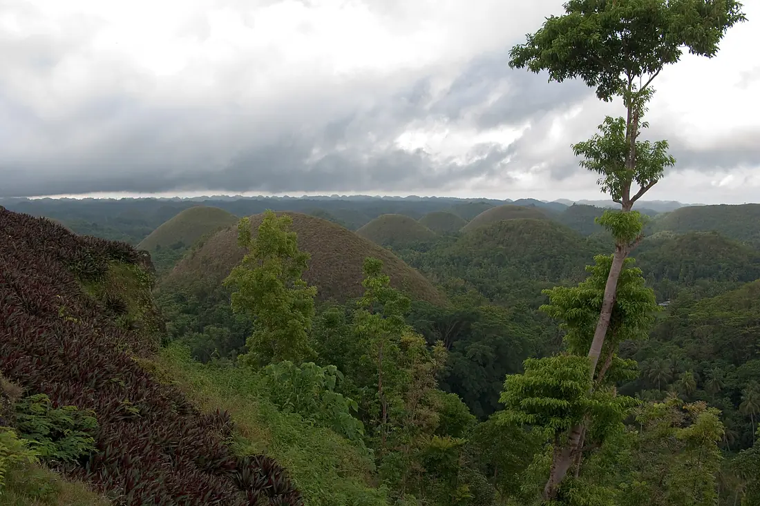 Bohol Hills, Tree, Philippines
