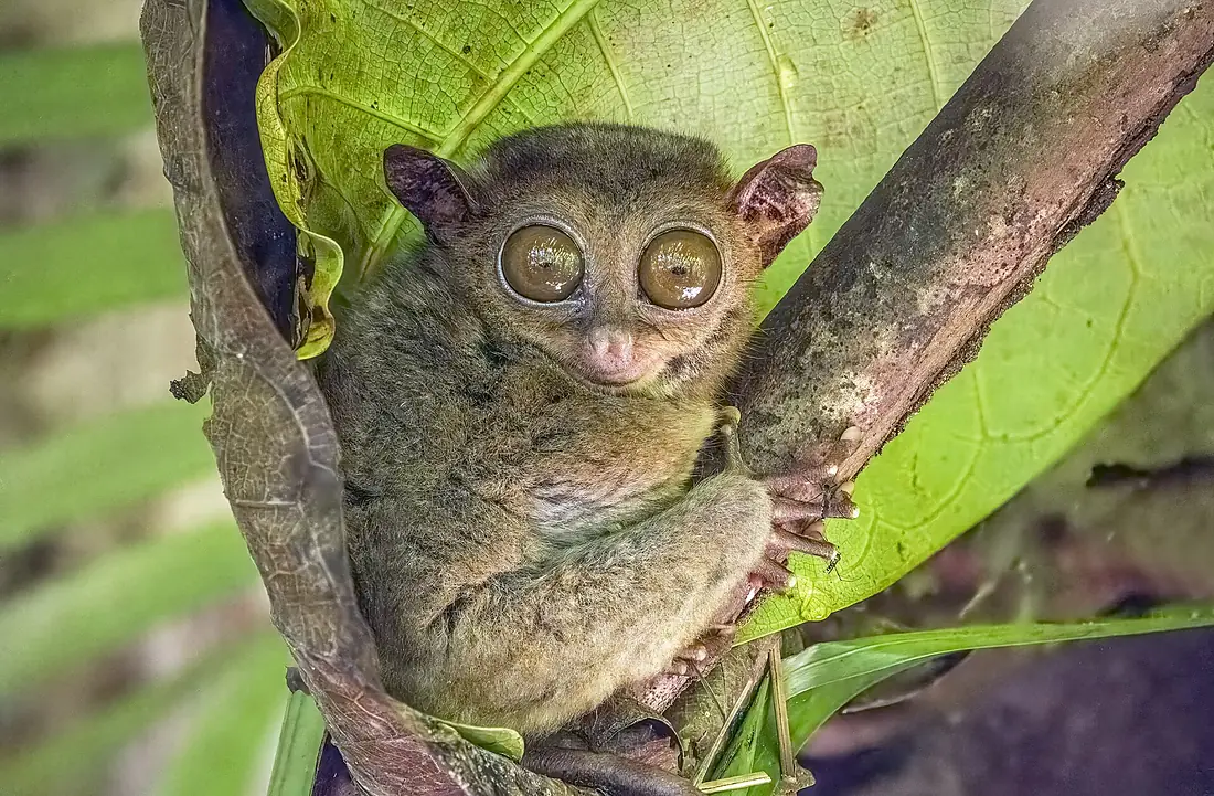 Philippine tarsier (Carlito syrichta fraterculus) Bohol 2