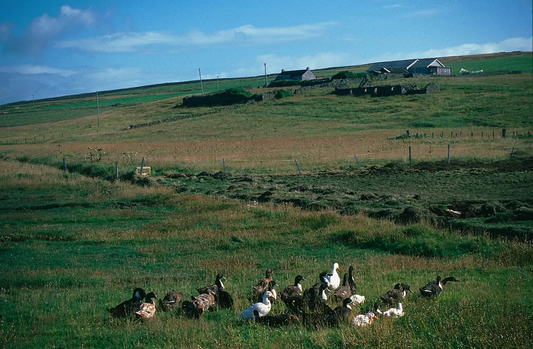 Bressay Landscape 199408 1