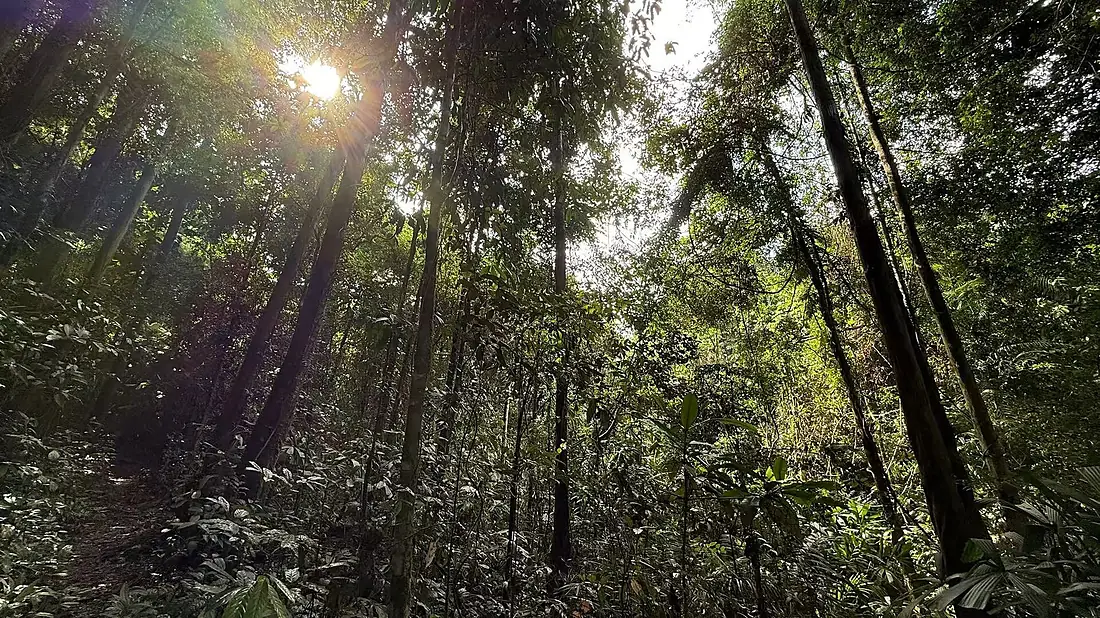 Rainforest on Buton Island