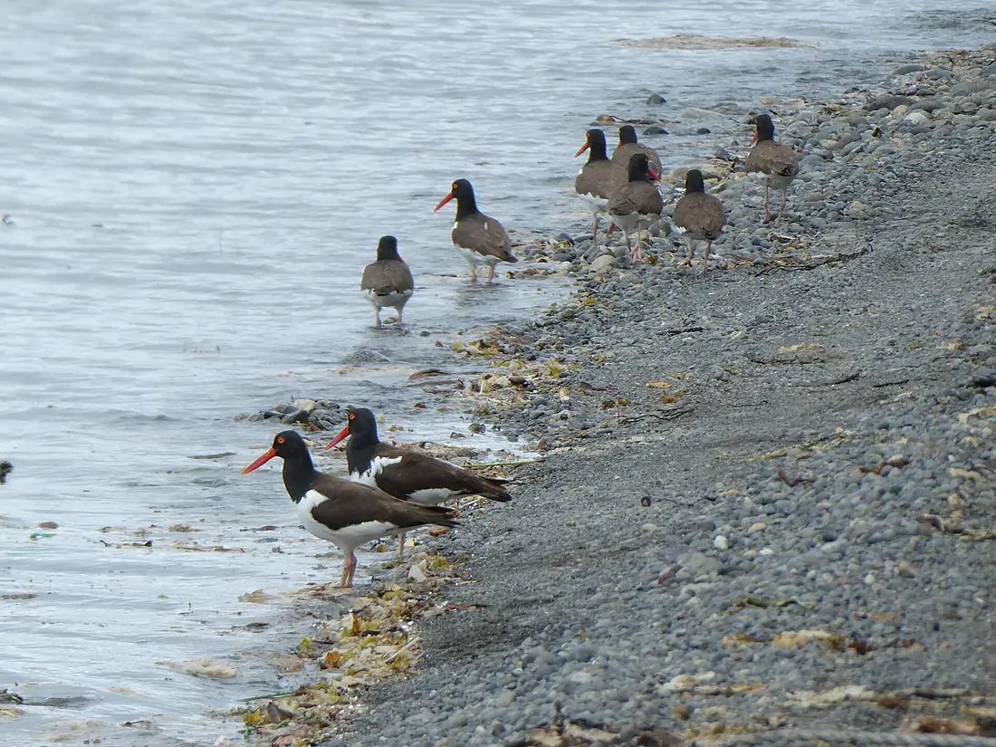 Aves "Haematopus palliatus pitanay". Calen, Isla Grande de Chiloé. Chile