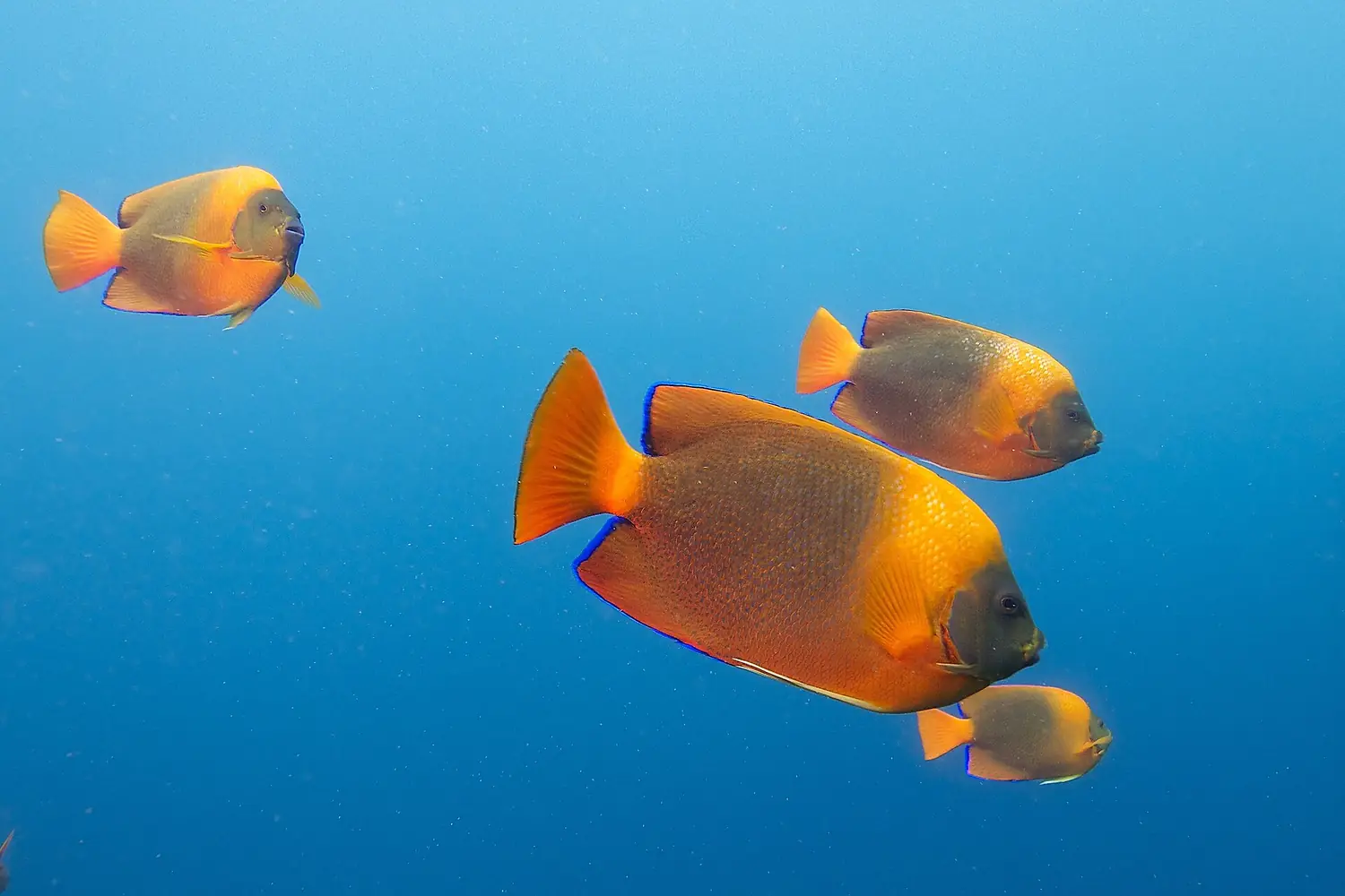 Clarion angelfish (Holacanthus clarionensis) (19185438555)