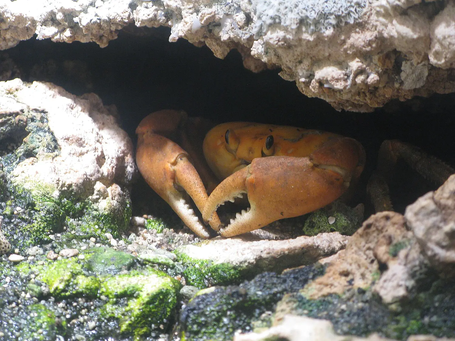 Jielbeaumadier crabe de clipperton mjp paris 2014