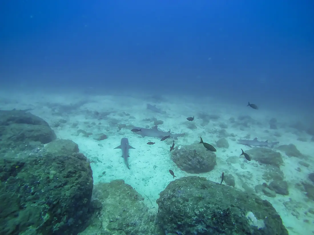 Haie in Coiba
