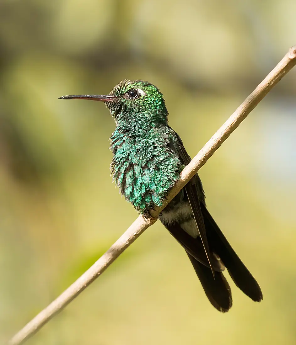 Cuban emerald (Chlorostilbon ricordii ricordii) male cr