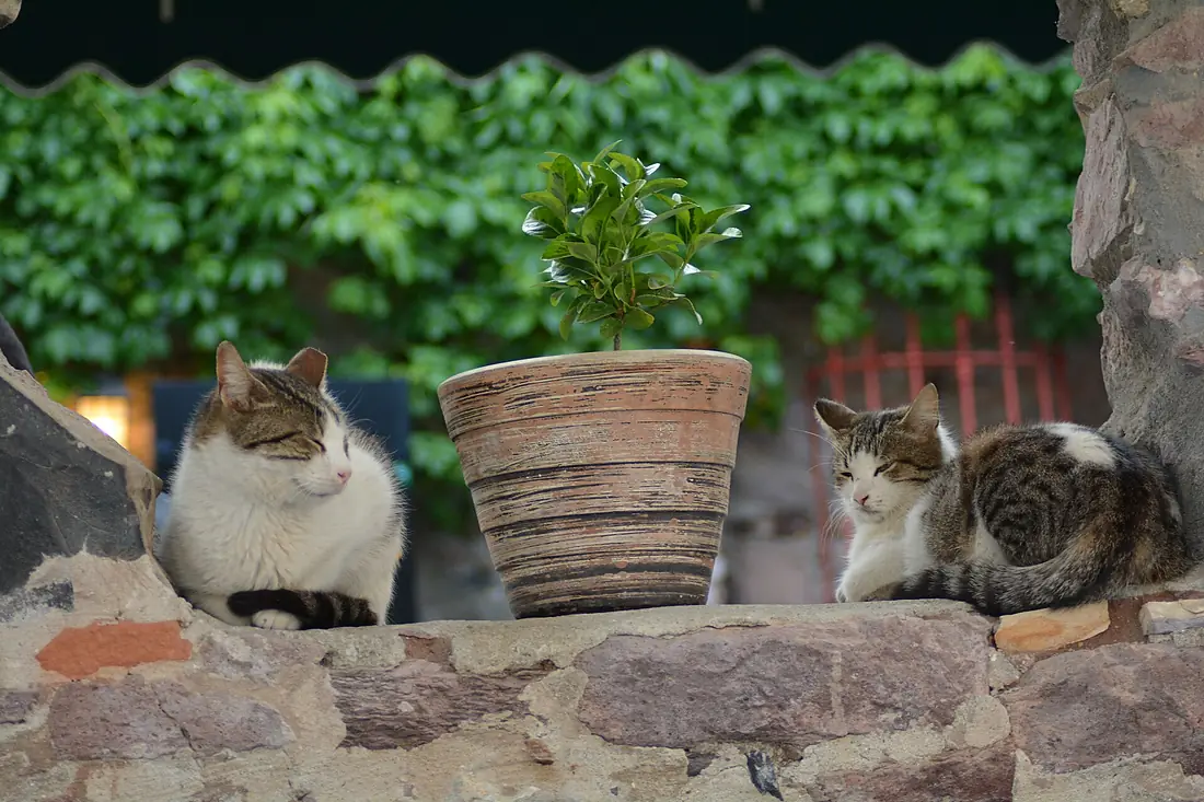 Cunda Adası 01