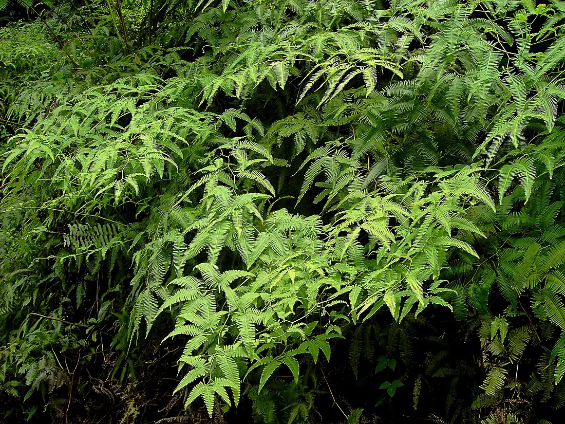 Rainforest (Dominica)