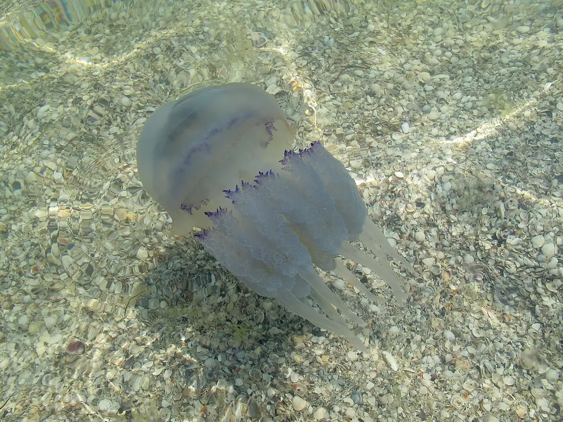 Dzharylhach 0265