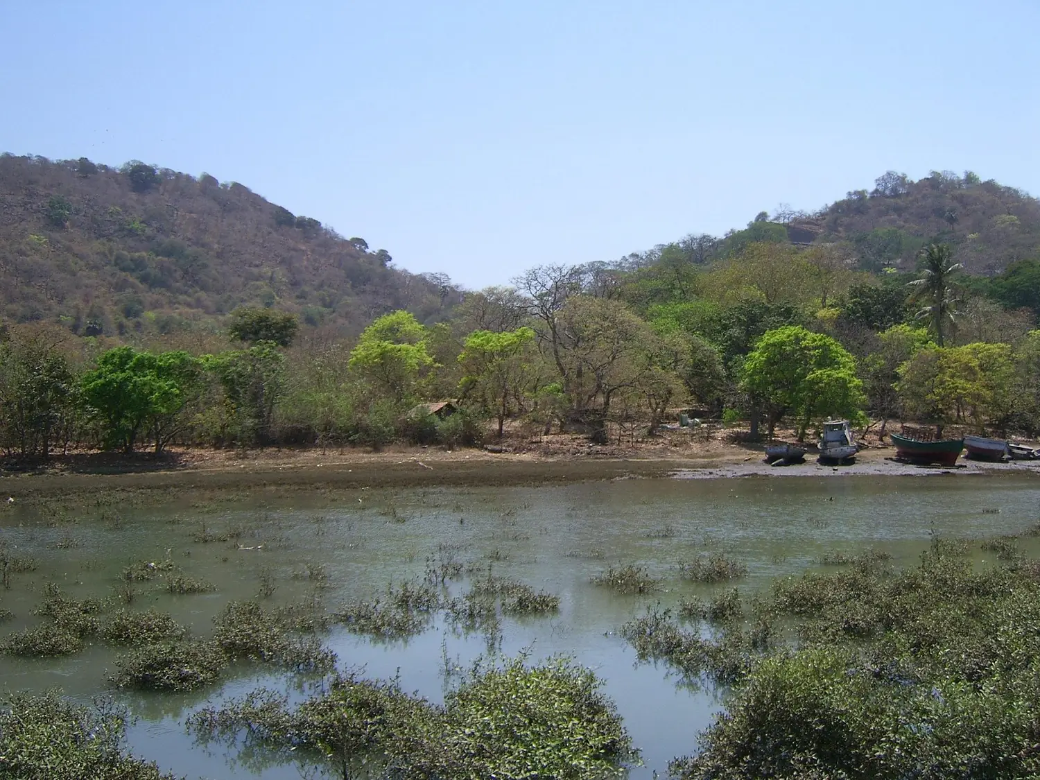 India-Elephanta-Trees