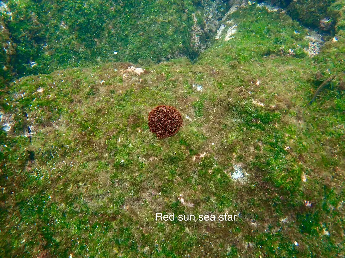Heliaster cumingi 16 May Fernandina Snorkel (47927465516)