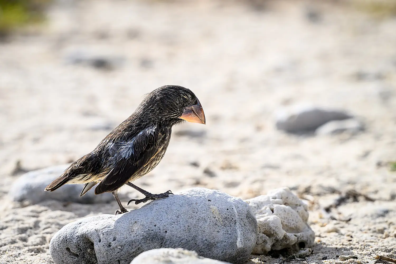Genovesa ground finch 2025-08-31 (54873213829)