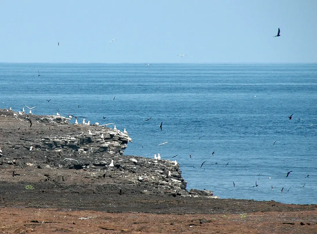 Isla Genovesa, Booby sanctuary, Tower Island, Galapagos - panoramio