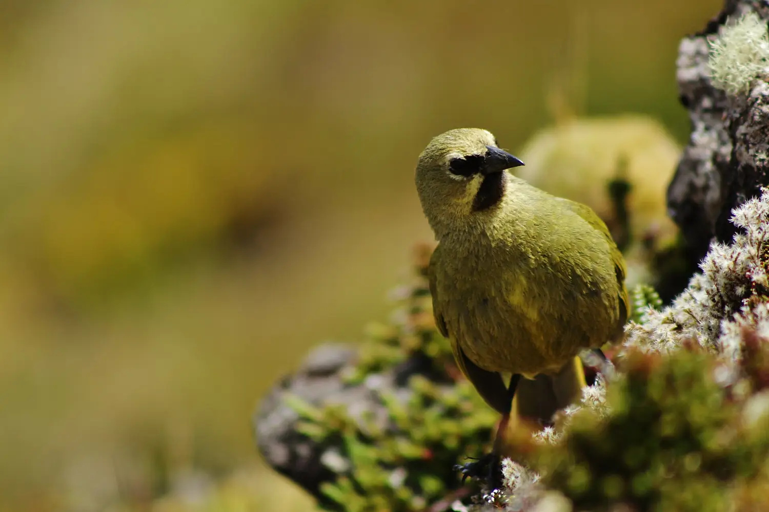 Gough Bunting Male