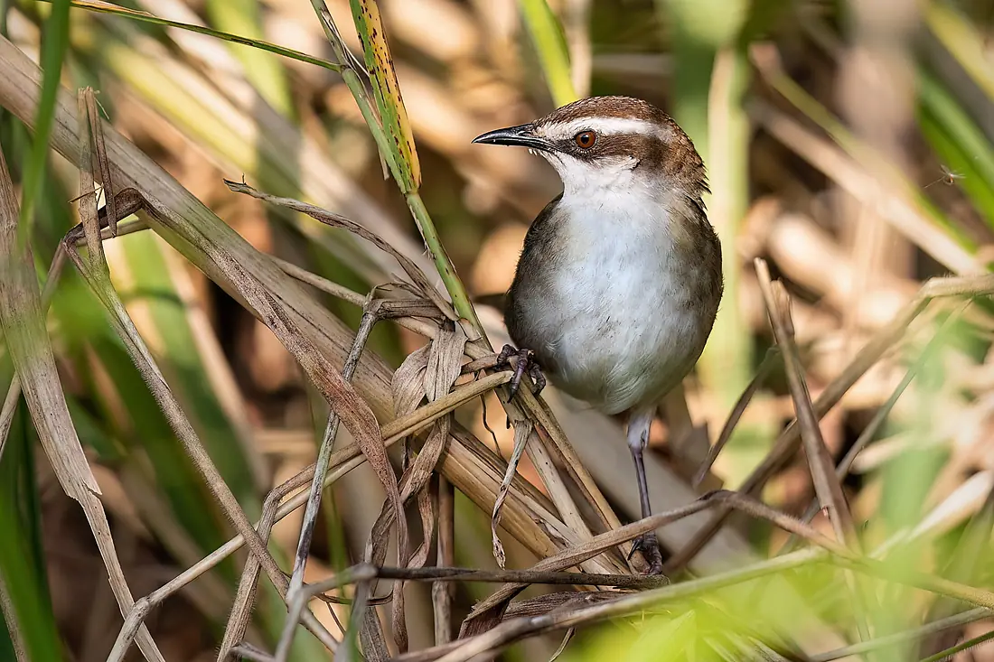 New Caledonian Thicketbird 0A2A5945