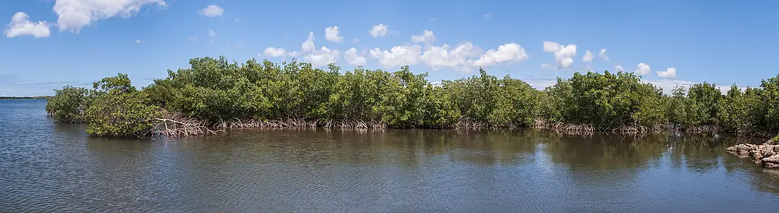 Mangrove, Petit-Canal, Grande-Terre, Guadeloupe, 2010-03-28-