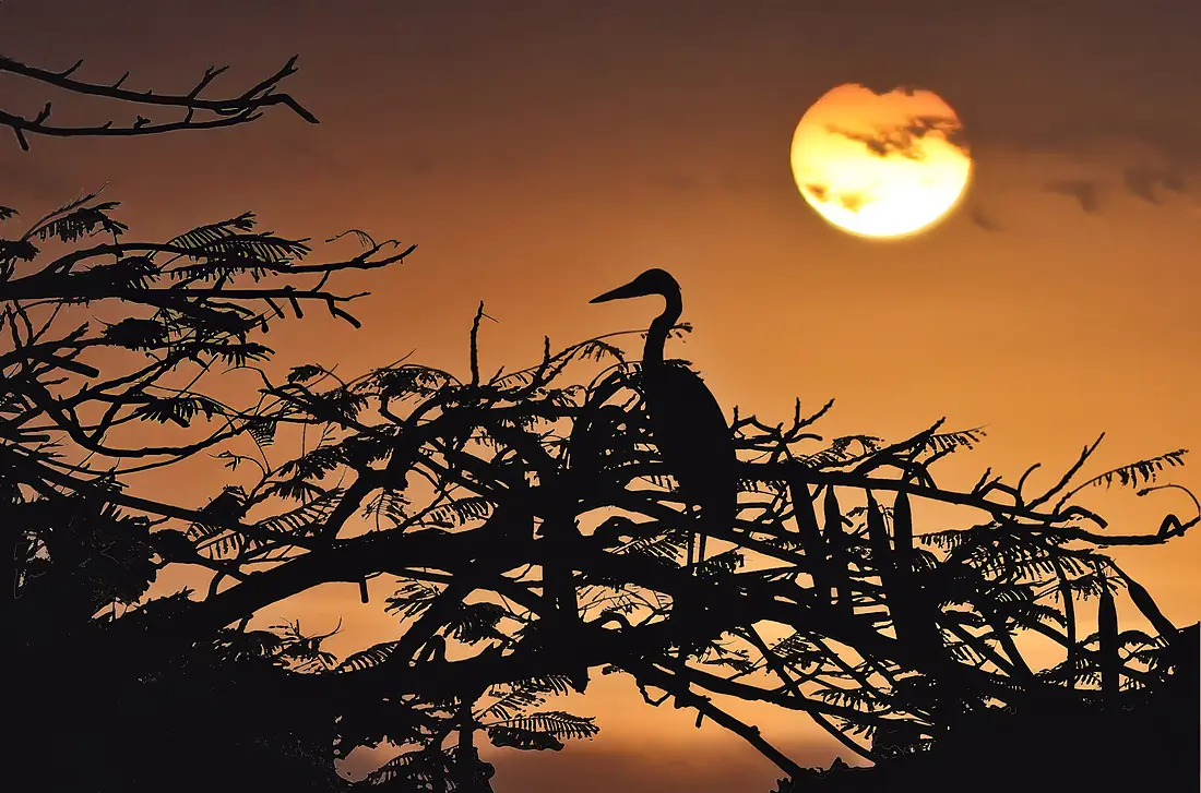 Great Blue Heron Ardea herodias Against Grenada Sunset