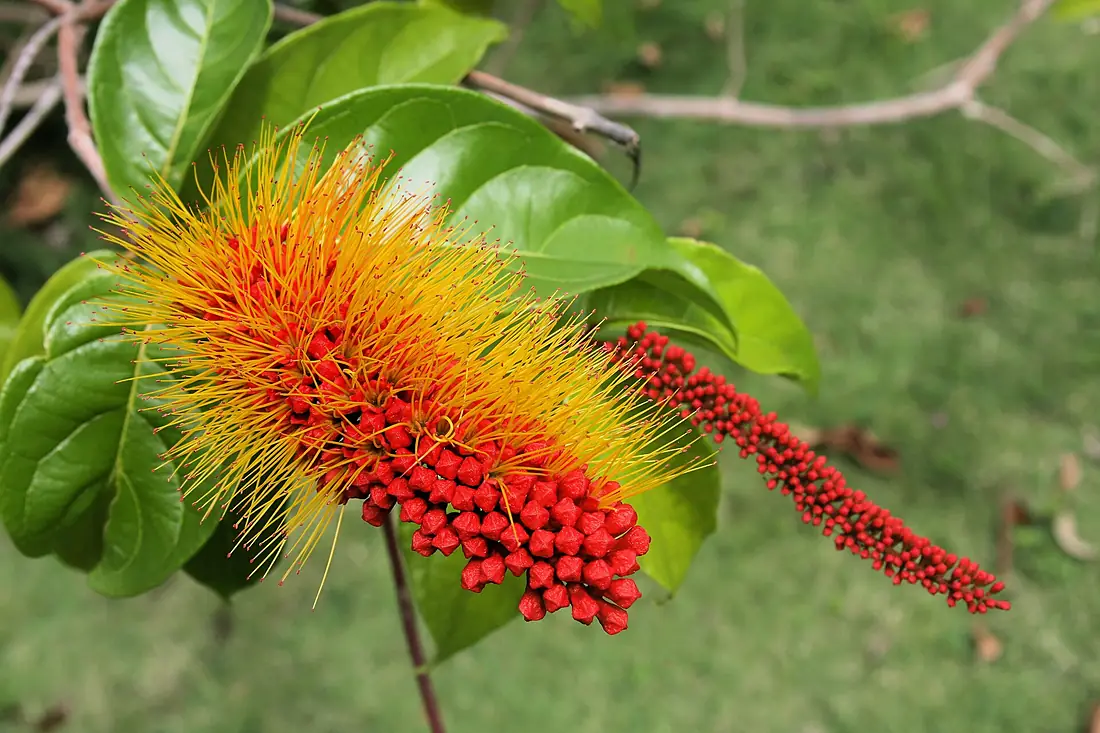 Bushwillow or combretum genus Combretum, Grenada