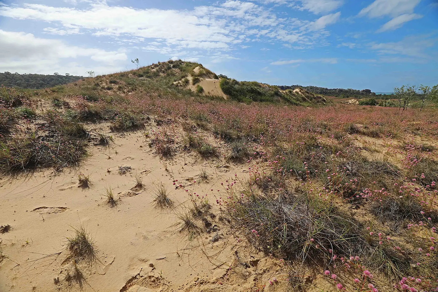 Dunefield habitat Groote Eyalndt