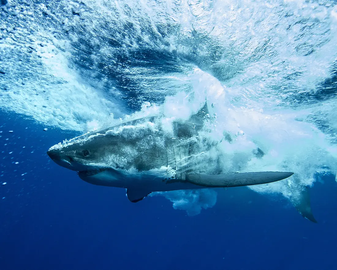 Guadalupe Island Great White Shark Breech