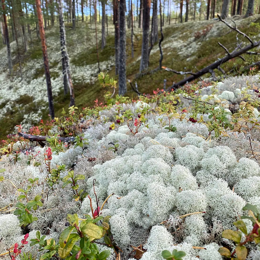 Lichen ridge in Hailuoto, Finland