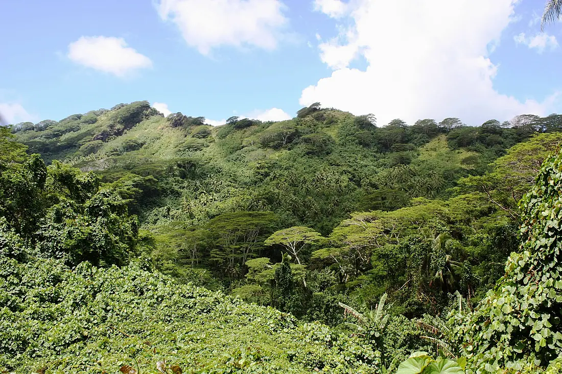 DSC0091 French Polynésia Huahiné Island Acacia Tree Rain Forest (8127097010)