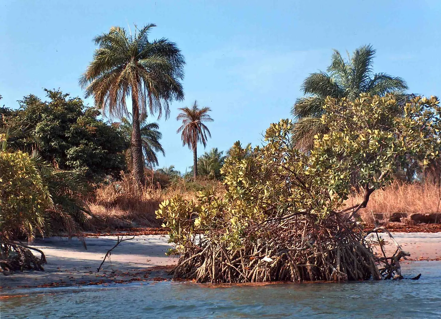 Niodior1