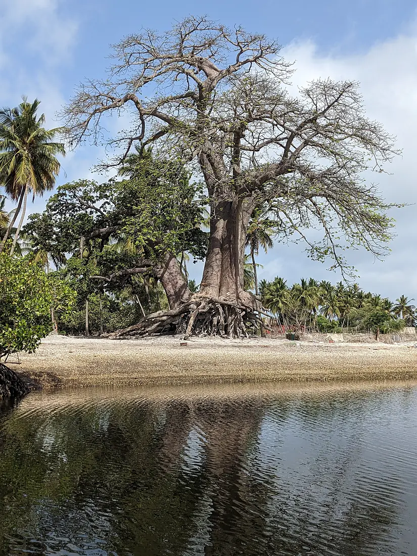The 'Rasta Baobab' on Niodior island