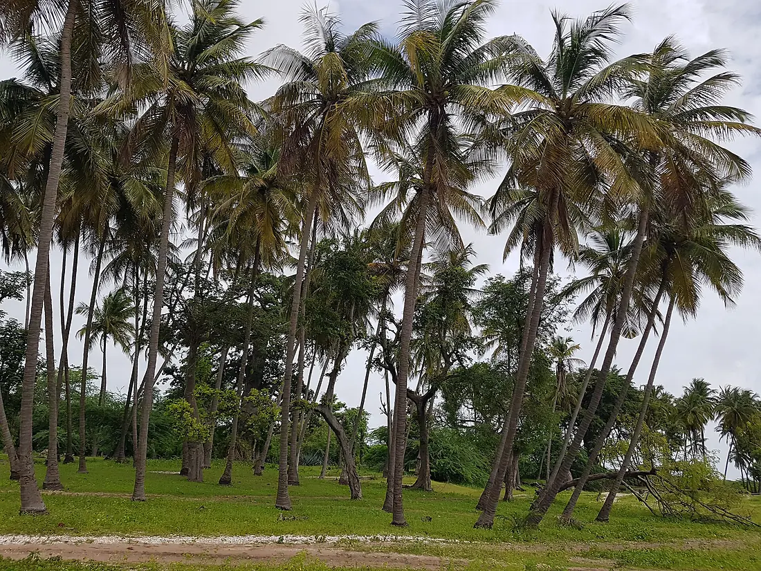 Cocotiers sur l'île de Niodior