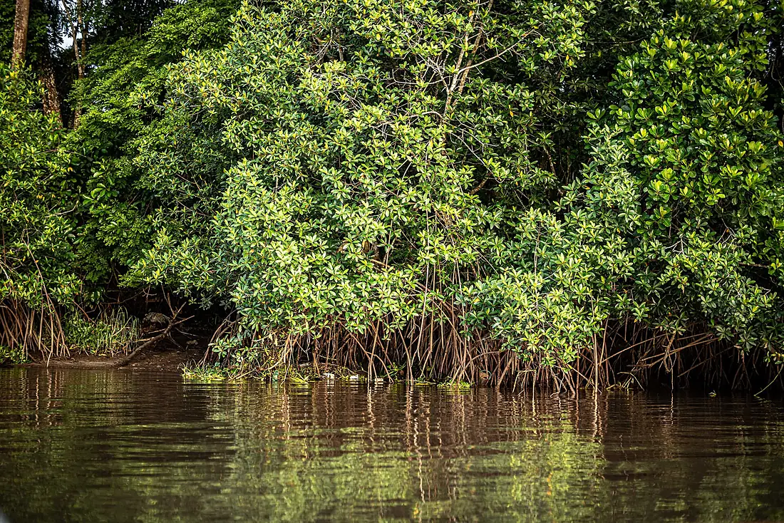 La mangrove de Jebalè 03