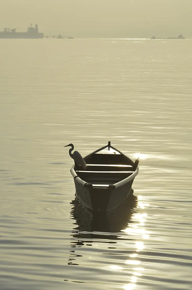 Amanhecer Na Ilha do Governador - Rio de Janeiro. Garça esperando para fisgar um peixe.